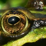 green and black frog on water
