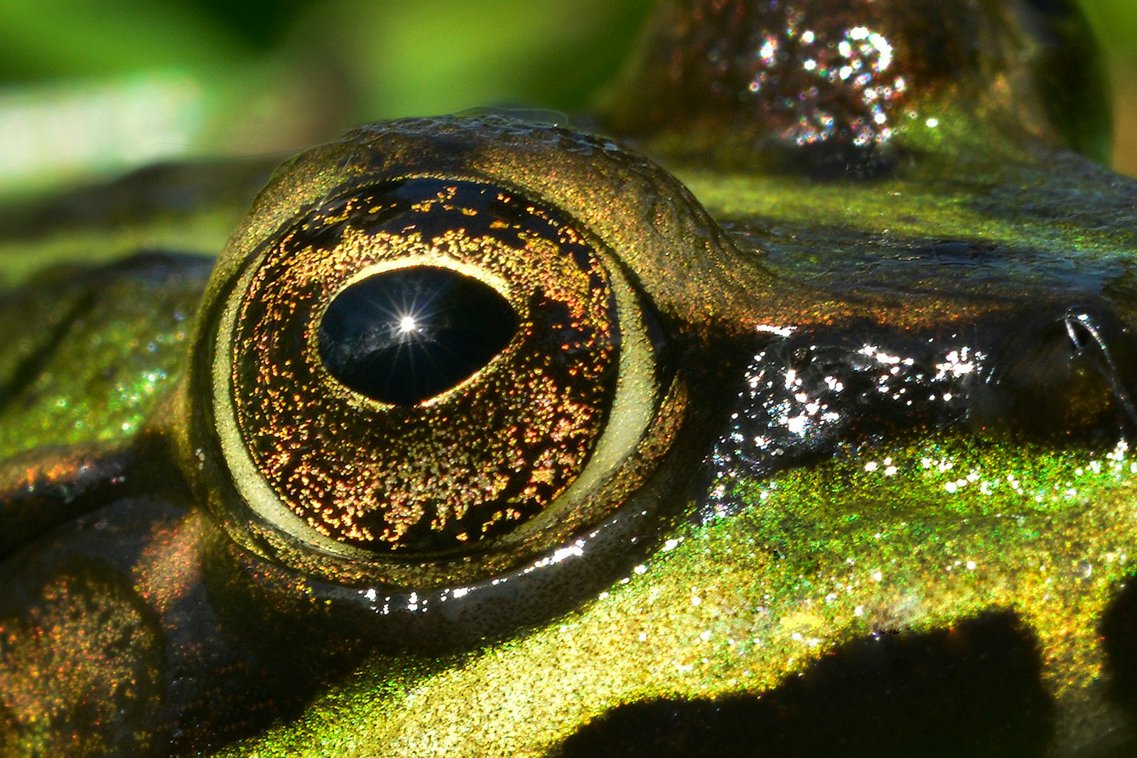 green and black frog on water